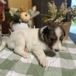 Shetland Sheepdog Puppies from Zuber’s Indiana Shelties