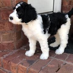 English Springer Spaniel, Poodle, and Springerdoodle Puppies from SpringerDoodles at the Beach