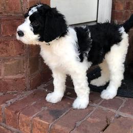 English Springer Spaniel, Poodle, and Springerdoodle Puppies from SpringerDoodles at the Beach