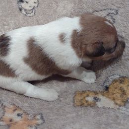 Girl 3 - Wire Fox Terrier puppy from Birchhurst NC Kennels