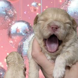 Cookie - Gold and white female Shihpoo puppy in Coshocton, Ohio from Forever Family Puppies