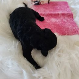 Poodle Puppies from Dusty Lane Ranch