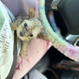 Layla - Gold female Yorkshire Terrier puppy in Navarre, Florida from KAYY services