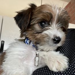 Morkies from Morkie Bears of Reno