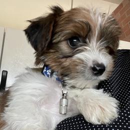 Morkies from Morkie Bears of Reno