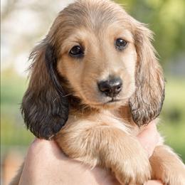 Justice - Cream male Dachshund puppy in Lowell, Indiana from DesForges Dachshunds.