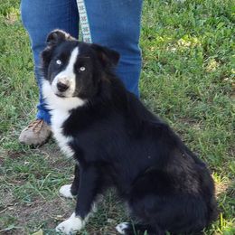 Miniature Australian Shepherds from SkipaMoon Mini Aussies