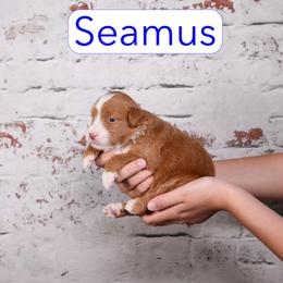 Seamus - Red  male Goldendoodle puppy in Calhoun, Georgia from Happy Top Doodles