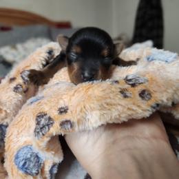 Borff - Black and tan male Yorkshire Terrier puppy in Sidney, Ohio from Little Yorkie World