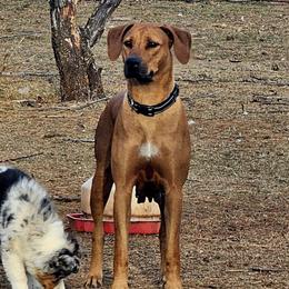 Betsy - Rhodesian Ridgeback