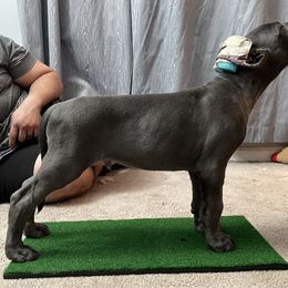 Great Dane Puppies from Lazuli Great Danes