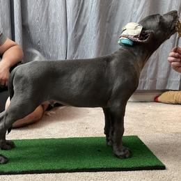 Great Dane Puppies from Lazuli Great Danes