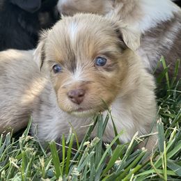 Australian Shepherd, Miniature American Shepherd, Miniature Australian Shepherd, and Toy Australian Shepherd Puppies from Painted Blue Aussies