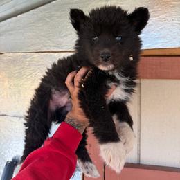 Boy 3 - Black and white male Siberian Husky puppy in Uhland, Texas from Siberian Huskies