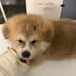 Oushin - Red male Japanese Akitainu puppy in Hubert, North Carolina from Miyo Ken