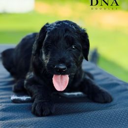 Max - Black male Goldendoodle puppy in Richmond, Virginia from Diverse Nurturing Affectionate Doodle Kennel
