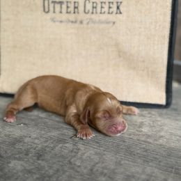 Girl 1 - Red female English Cocker Spaniel puppy in Ohatchee, Alabama from Otter Creek Kennels