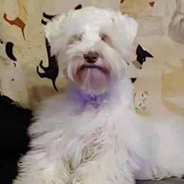 French Bulldogs, Miniature Schnauzers, and Rottweilers from Mystique Kennel