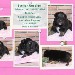 Sloane - Black tri-color female Australian Shepherd puppy in Asheboro, North Carolina from Stellar Aussies