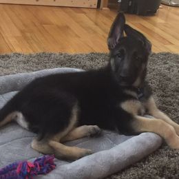 German Shepherd Puppies from Westbound German Shepherds