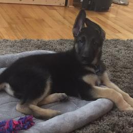 German Shepherd Puppies from Westbound German Shepherds