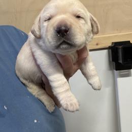 Girl 1 - Yellow female Labrador Retriever puppy in Strafford, New Hampshire from Alley Rock Labradors, LLC