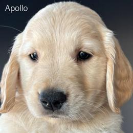 Apollo - Golden male Golden Retriever puppy in Vail, Arizona from Retrievers Gold AZ