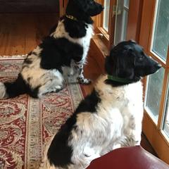 Stabyhouns from Fryske Point