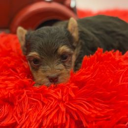Kaz - Chocolate and tan male Yorkshire Terrier puppy in Benton, Illinois from Furry Tailz Yorkies