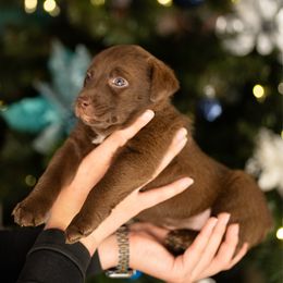 Purple Collar - Red & white female Australian Shepherd puppy in Lilburn, Georgia from Criollo Australian Shepherds