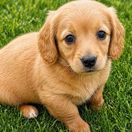 Julia - Red female Dachshund puppy in Salem, Oregon from Longdox Mini Dachshunds