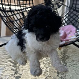 Boy 4 - Parti male Poodle puppy in Lathrop, California from Stellar Poodles