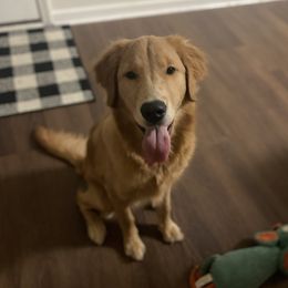 Golden Retrievers from Hathhorn Family Goldens