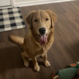 Golden Retrievers from Hathhorn Family Goldens