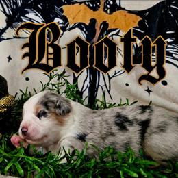 Booty - Blue merle female Australian Shepherd puppy in Wheatland, Wyoming from Jorvik Australian Shepherds