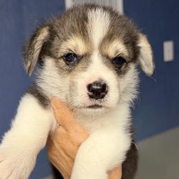 Burgundy Collar Female - Black and tan female Pembroke Welsh Corgi puppy in Victoria, Texas from Clear Creek Corgis