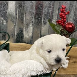 Girl 2 - White West Highland White Terrier puppy in Cottonwood, Texas from Davis Westies