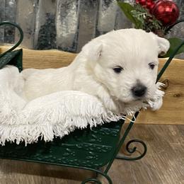 Girl 2 - White West Highland White Terrier puppy in Cottonwood, Texas from Davis Westies