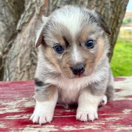 Fall - Blue merle and white male American Corgi puppy in Preston, Idaho from KC Bar Ranch Aussies