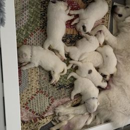 Great Pyrenees Puppies from Dancing Cloud Great Pyrenees