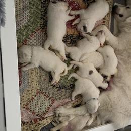 Great Pyrenees Puppies from Dancing Cloud Great Pyrenees