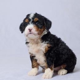 Abby - Tri-color female Bernedoodle puppy in Apple Creek, Ohio from Grandeur Valley Puppies