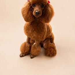 Sandy - Poodle
