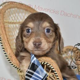Chocolate and cream Dapple - Dapple male Dachshund puppy in Seminary, Mississippi from Down South Mavericks Dachshunds