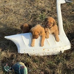 Chesapeake Bay Retriever Puppies from Soap Stone Ridge