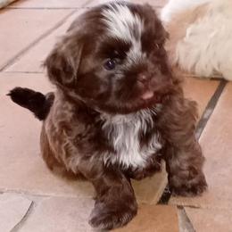 Macho Man - Chocolate male Shih Tzu puppy in Grand Prairie, Texas from R&R Shih-Tzus & Stud Services