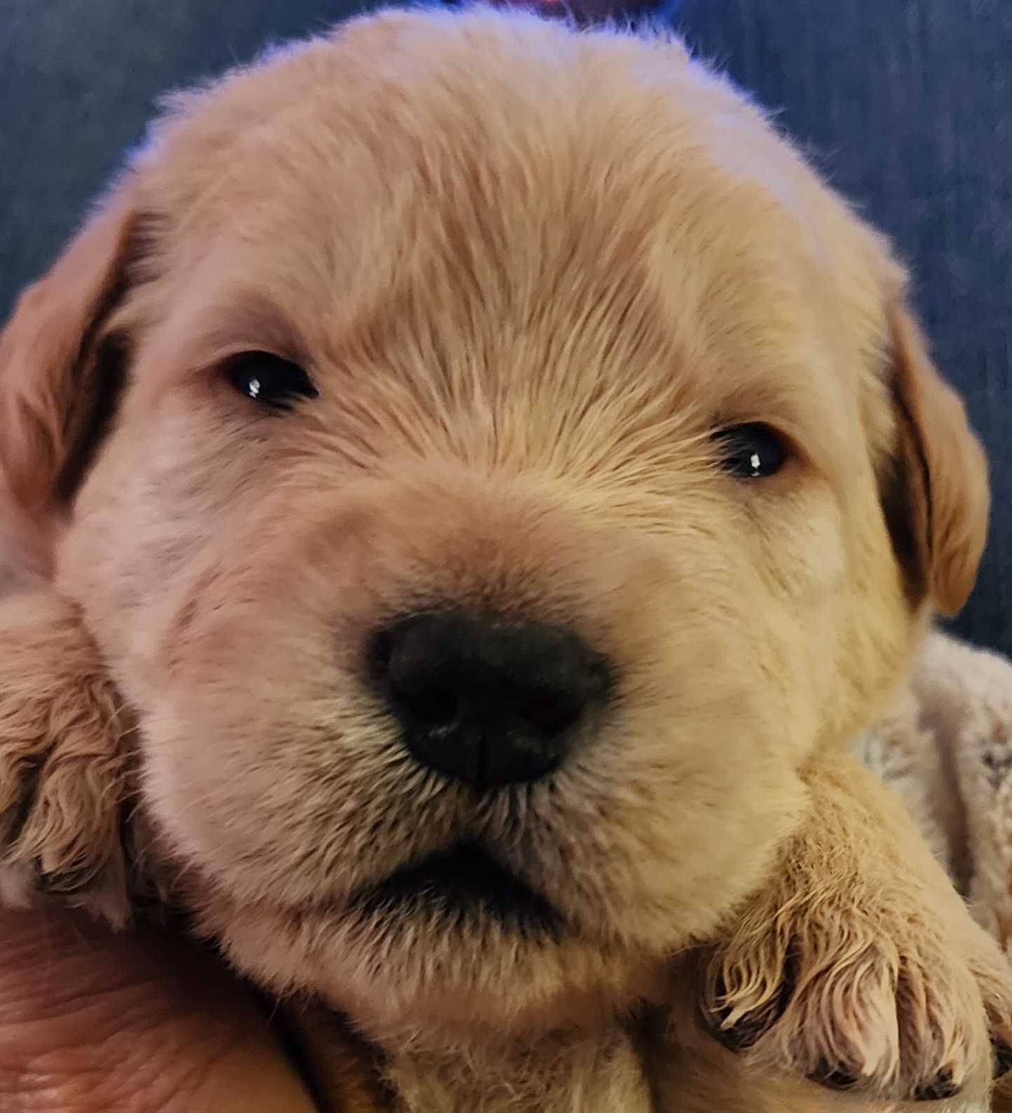 Labradoodle Puppies from Bollenberg Farm LLC