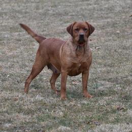 Layla - Yellow female Labrador Retriever puppy in Williamsburg, Pennsylvania from River View Labradors