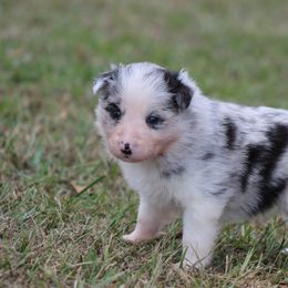 Girl 1 - Blue merle female Border Collie puppy in Tylertown, Mississippi from Cool Meadow Farms