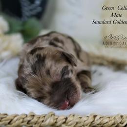 Green collar - Merle male Goldendoodle puppy in Plattsburgh, New York from Adirondack Poodles Goldendoodles,Bernedoodles & Schnoodles